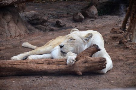 Photo for Old white lioness in the Jungle Park in Tenerife, Spain - Royalty Free Image