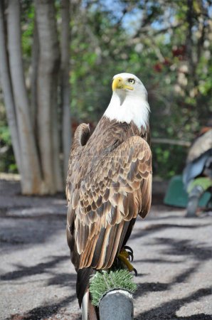 Foto de Águila calva en Tenerife Zoo Monkey Park - Imagen libre de derechos