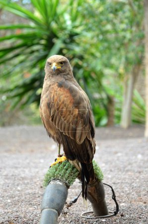 Foto de Águila calva juvenil, Jungle Park, Tenerife - Imagen libre de derechos