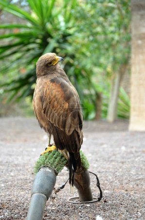 Foto de Águila calva juvenil, Jungle Park, Tenerife - Imagen libre de derechos