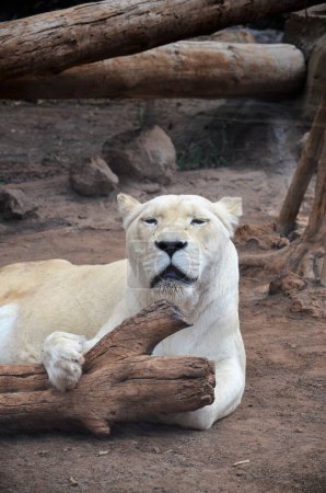 Téléchargez les photos : Vieille lionne blanche dans le parc Jungle à Tenerife, Espagne - en image libre de droit