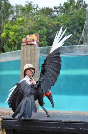 Photo for Tenerife, Spain 03.20.2018: Bird public performance at Jungle Park in Tenerife island - Royalty Free Image