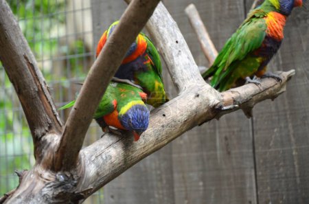 Papagei im Dschungelpark Teneriffa (Spanien))