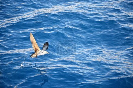 Una pardela escocesa, Calonectris diomedea, en el Océano Atlántico cerca de Tenerife, España.