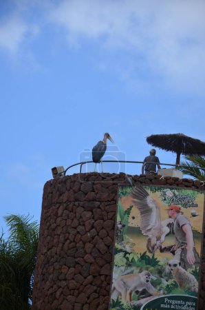 Foto de Marabú africano en Jungle Park, isla de Tenerife - Imagen libre de derechos