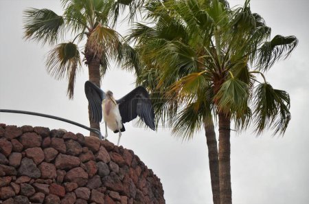 Foto de Marabú africano en Jungle Park, isla de Tenerife - Imagen libre de derechos