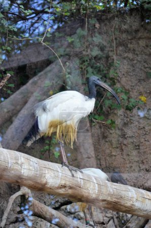 ibis sacré dans le parc de la jungle à Tenerife