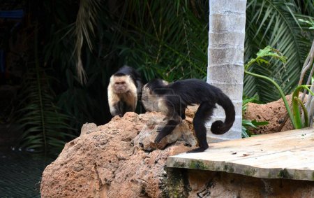 Foto de Capuchino centroamericano de cara blanca (Cebus imitator) - Imagen libre de derechos