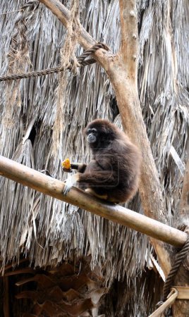 Gibbons en el zoológico de Tenerife