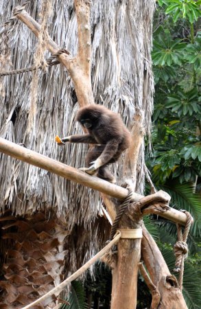 Gibbons en el zoológico de Tenerife