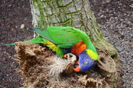 Photo for Parrot in Jungle Park Tenerife(Spain) - Royalty Free Image