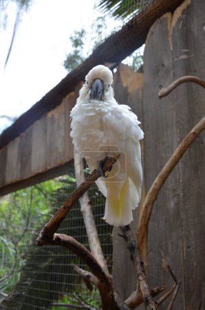 weißer Kakadu im loro park auf teneriffa, kanarische inseln, spanien