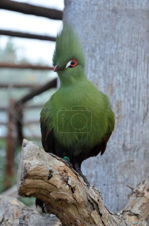 white-cheeked turaco in jungle park at Tenerife, Canary Islands, Spain.