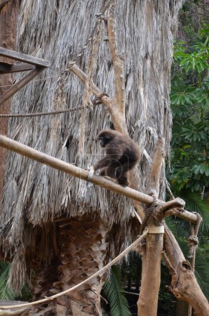 Gibbons au zoo de Tenerife île