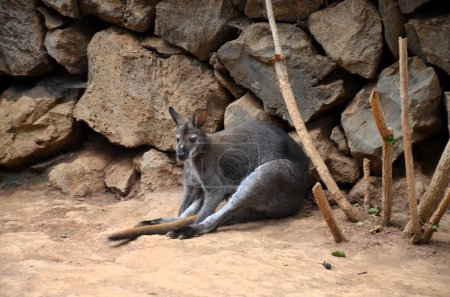 A small wallaby lying on the ground