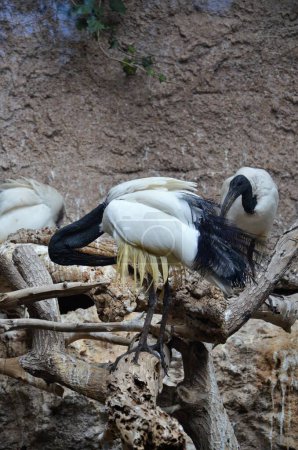 Ibis sagrados en el Parque de la Selva en Tenerife