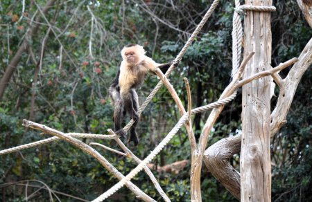 Capuchino centroamericano de cara blanca (Cebus imitator)