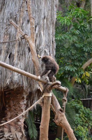 Gibbons im Zoo der Insel Teneriffa
