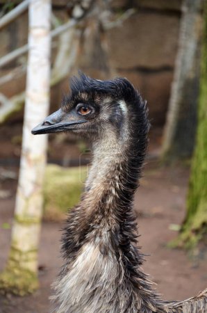 Emu Dromaius novaehollandiae cabeza y cuello aislados de cerca en el Parque de la Selva, Tenerife, Islas Canarias, España