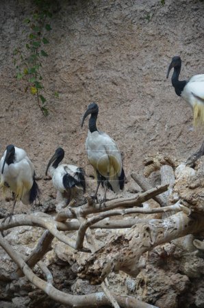 ibis sacré dans le parc de la jungle à Tenerife