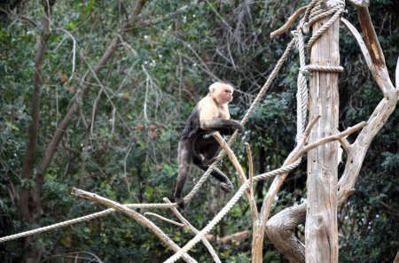 Central American white-faced capuchin (Cebus imitator)