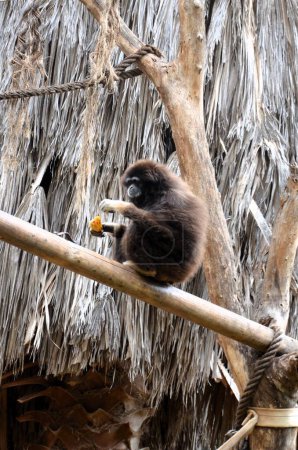 Gibbons im Zoo der Insel Teneriffa