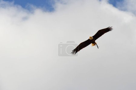 Photo for Bird public performance at Jungle Park in Tenerife island - Royalty Free Image