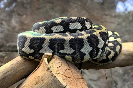 Photo for Carpet Python Curled up - Royalty Free Image