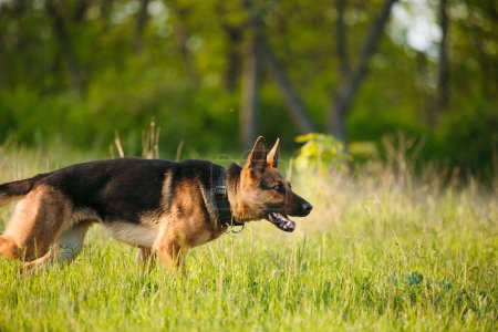 Téléchargez les photos : A german shepherd dog on a training. On green summer nature background. - en image libre de droit