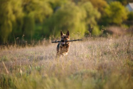 Téléchargez les photos : A german shepherd puppy dog training and holding stick in jaws. On a nature background. - en image libre de droit