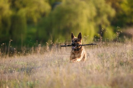 Téléchargez les photos : A german shepherd puppy dog training and holding stick in jaws. On a nature background. - en image libre de droit