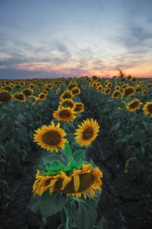 Téléchargez les photos : Sunflower field on a cloudy sunset sky background. Ukrainian agriculture bright landscape - en image libre de droit