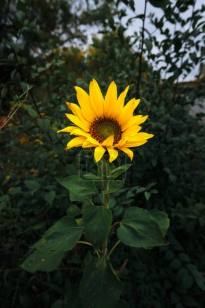 Téléchargez les photos : Isolated lonely sunflower on the dark green background. Close-up view - en image libre de droit