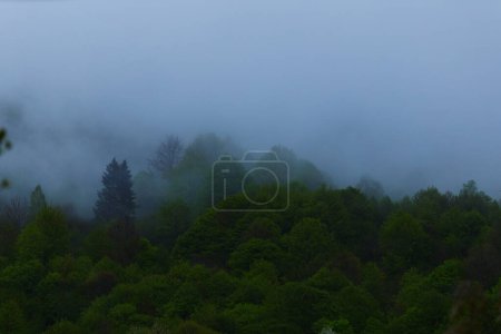 Téléchargez les photos : Pine and leaf trees forest at the rainy foggy weather. At the mountains. Distant view in Carpathians, Ukraine - en image libre de droit