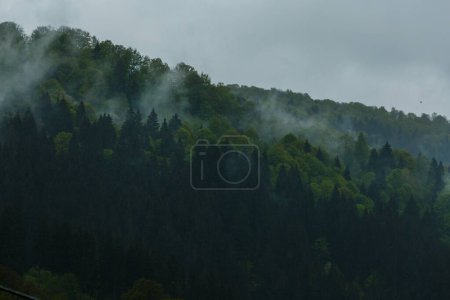Téléchargez les photos : Pine and leaf trees forest at the rainy foggy weather. At the mountains. Distant view in Carpathians, Ukraine - en image libre de droit