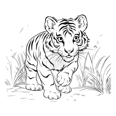 Illustration for Tiger in the grass. Black and white vector illustration for coloring book. - Royalty Free Image