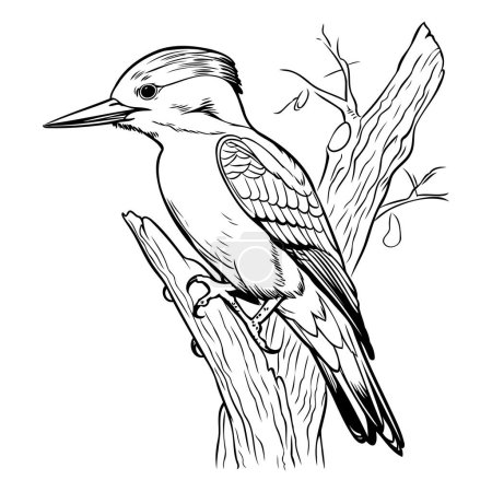 Illustration for Woodpecker bird sitting on a tree branch. Vector illustration. - Royalty Free Image