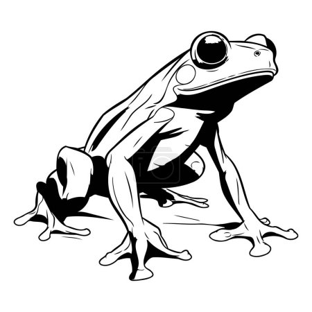 Image vectorielle d'une grenouille sur fond blanc. Illustration noir et blanc.