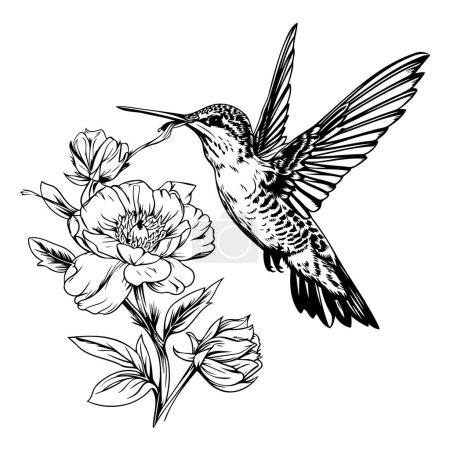 Téléchargez les illustrations : Colibri avec fleur. Encre gravée en noir et blanc. Elément d'illustration isolé colibri. - en licence libre de droit