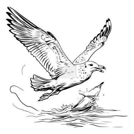 Téléchargez les illustrations : Mouette volant au-dessus de l'eau. Illustration vectorielle. Noir et blanc. - en licence libre de droit