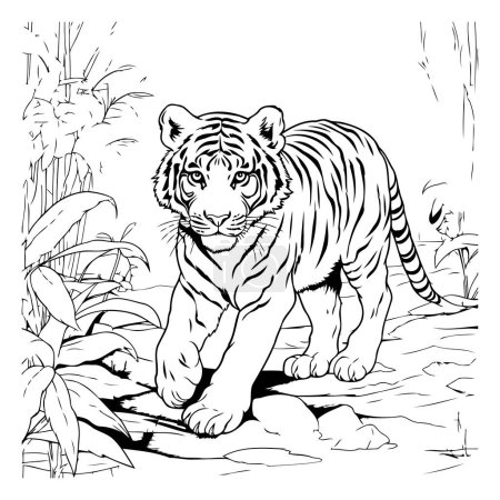Illustration for Tiger in the jungle. Black and white vector illustration for coloring book. - Royalty Free Image