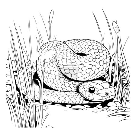 Ilustración de Serpiente en la hierba. ilustración vectorial en blanco y negro para colorear libro - Imagen libre de derechos