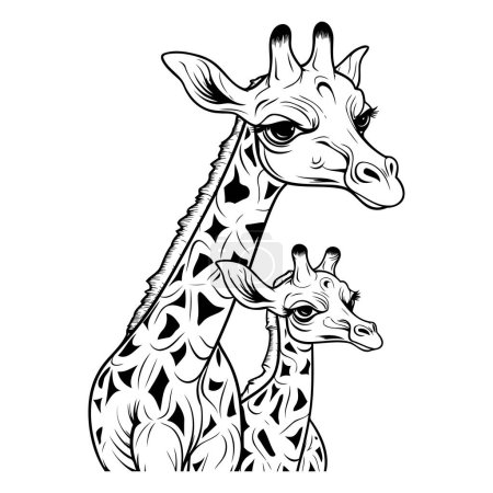 Téléchargez les illustrations : Girafe et girafe de bébé isolés sur fond blanc. Illustration vectorielle. - en licence libre de droit