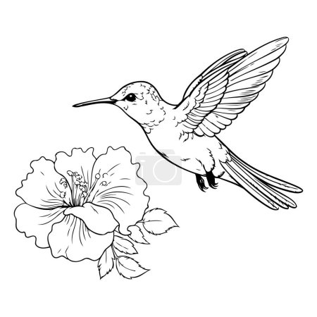 Téléchargez les illustrations : Colibri et fleur d'hibiscus. Illustration vectorielle dessinée main. - en licence libre de droit