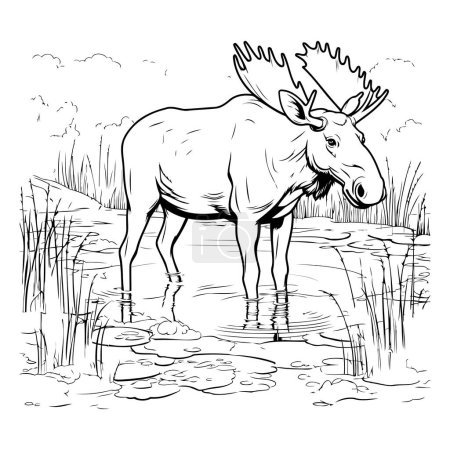 Téléchargez les illustrations : Illustration vectorielle d'un orignal debout dans un étang. Image en noir et blanc. - en licence libre de droit