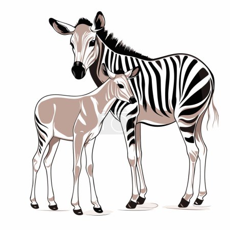 Illustration for Zebra and foal on a white background. Vector illustration. - Royalty Free Image