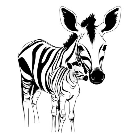Illustration for Zebra with a cub on a white background. Vector illustration. - Royalty Free Image