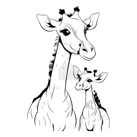Téléchargez les illustrations : Girafe mère et bébé. Illustration vectorielle noir et blanc. - en licence libre de droit