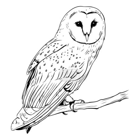 Illustration for Owl sitting on a branch. Vector illustration in sketch style. - Royalty Free Image