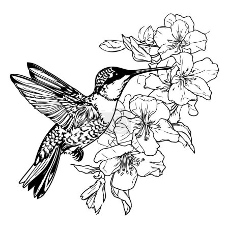 Illustration for Hummingbird with flowers. Black and white vector illustration. Isolated on white background. - Royalty Free Image